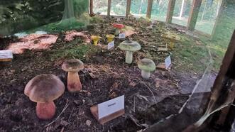 Naturlehrpfad Bremerhagen - Pilzpavillon