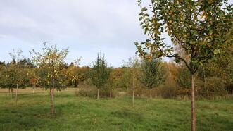 Naturlehrpfad Bremerhagen - Streuobstwiese