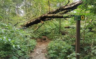 Naturpfad NSG Kormorankolonie Niederhagen