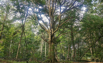 Naturpfad NSG Kormorankolonie Niederhagen - Rotbuche