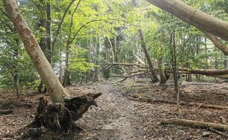 Naturpfad NSG Kormorankolonie Niederhagen