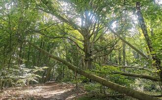 Naturpfad NSG Kormorankolonie Niederhagen