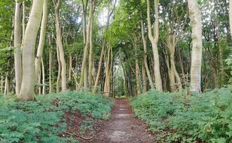 Naturpfad NSG Kormorankolonie Niederhagen - Hauptweg