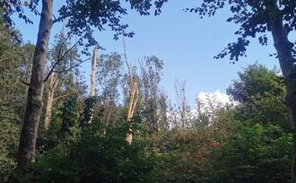 Naturpfad NSG Kormorankolonie Niederhagen - Bäume der Kormorankolonie