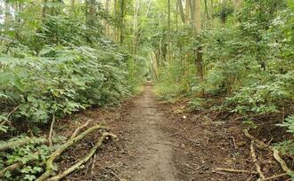 Naturpfad NSG Kormorankolonie Niederhagen - Hauptweg