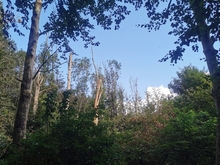 Naturpfad »NSG Kormorankolonie Niederhof«