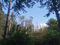 Naturpfad »NSG Kormorankolonie Niederhof«