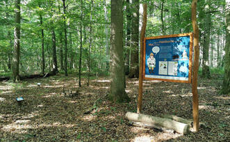 Naturlehrpfad »Der Baumschatz von Schuenhagen« – Station 5 – Baumgeist »Carpin«