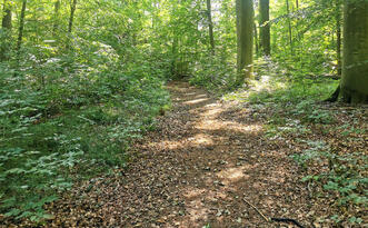 Naturlehrpfad »Der Baumschatz von Schuenhagen« – Waldweg
