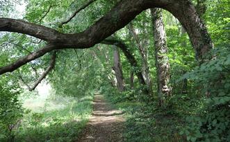 Naturlehrpfad »Der Baumschatz von Schuenhagen« – Waldweg