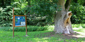 Naturlehrpfad »Der Baumschatz von Schuenhagen« – Station 1 – Baumgeist »Querx«