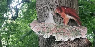 Naturlehrpfad »Der Baumschatz von Schuenhagen« - Tobi im Schreiadlerhorst