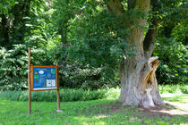 Naturlehrpfad »Baumschatz von Schuenhagen«