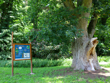 Naturlehrpfad »Baumschatz von Schuenhagen«