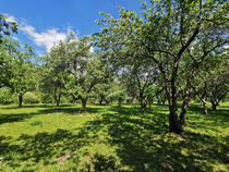 Streuobstwiese in Starkow