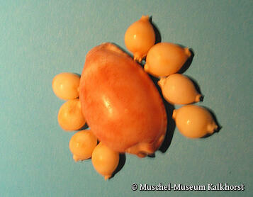 Muschel-Museum Kalkhorst - Muschel-Schmunzelname: "Ferkel"