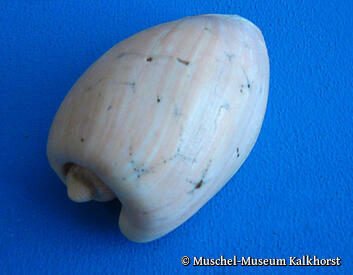 Muschel-Museum Kalkhorst - Muschel-Schmunzelname: "Hot Dog"