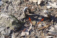 Wanderung zum Mäuseturm – „Stolperfallen“