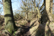 Wanderung zum Mäuseturm