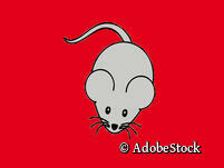 Maus