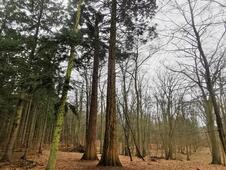 Wanderung – Mammutbäume Lenorenwald – Riesen-Mammutbäume