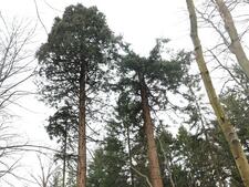 Mammutbäume Lenorenwald – Baumkronen