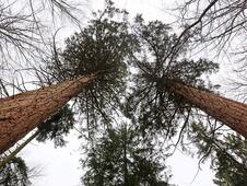 Mammutbäume Lenorenwald