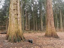 Mammutbäume Lenorenwald