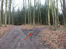 Wanderung – Mammutbäume Lenorenwald – Wegedreieck