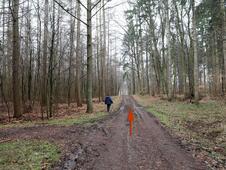 Wanderung – Mammutbäume Lenorenwald – Waldweg