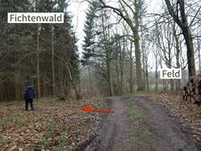Wanderung – Mammutbäume Lenorenwald – Fichtenwald links