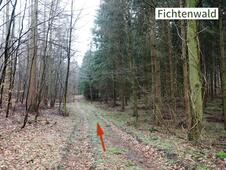 Wanderung – Mammutbäume Lenorenwald – Waldweg