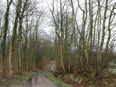 Wanderung – Mammutbäume Lenorenwald