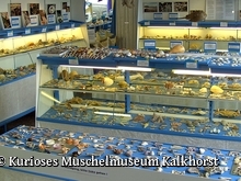KURIOSES MUSCHEL-MUSEUM