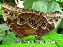 Schmetterlingspark Klütz