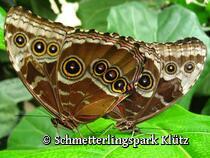 Schmetterlingspark Klütz