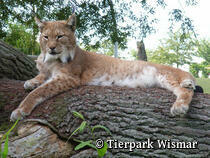 Heimattierpark Wismar - Lux