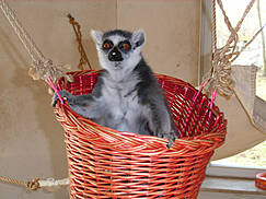 Heimattierpark Wismar - Katta