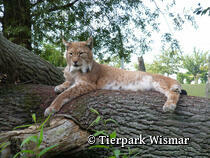 Tierpark Wismar e.V.
