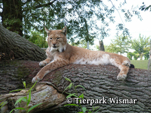 Tierpark Wismar e.V.