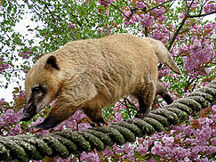 Heimattierpark Wismar - Nasenbär