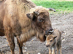 Heimattierpark Wismar - Wisent