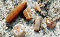 Ostsee Strandfunde Fossilien: Donnerkeile, Belemniten