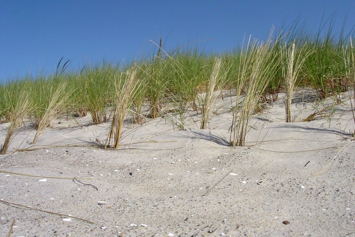 Düne mit Strandhafer