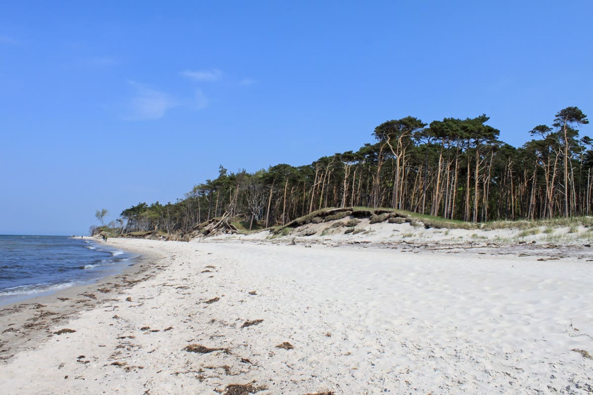 Küstenschutzwald Weststrand Darß