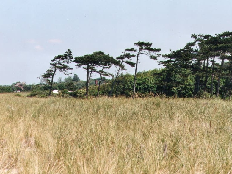 Küstenschutzwald