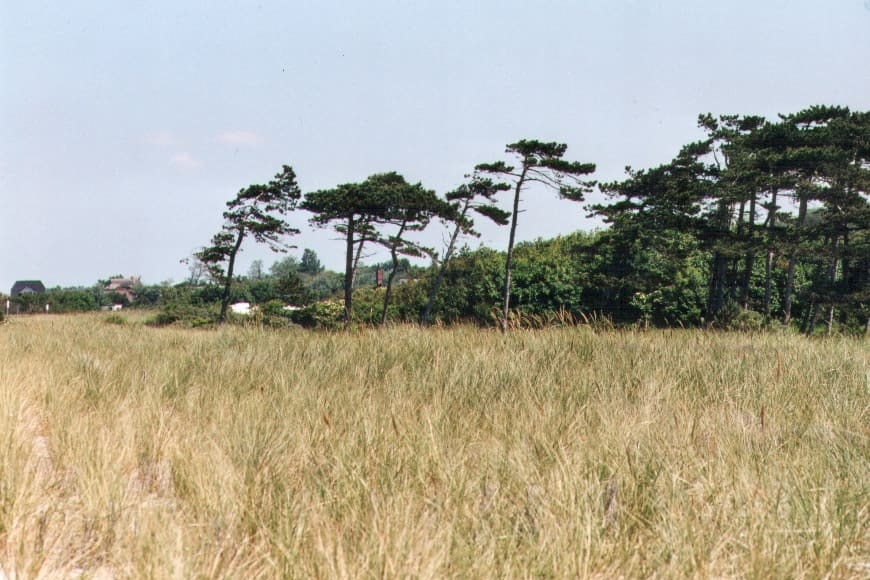 Küstenschutzwald