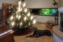 Weihnachten mit Hund an der Ostsee