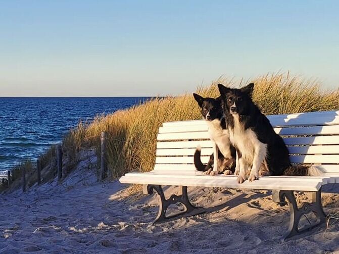 Blog: Urlaub mit Hund an der Ostsee