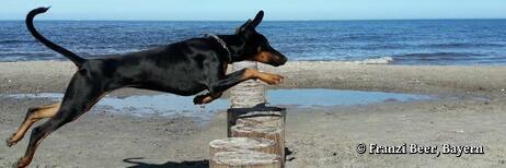 Ostern mit Hund an der Ostsee